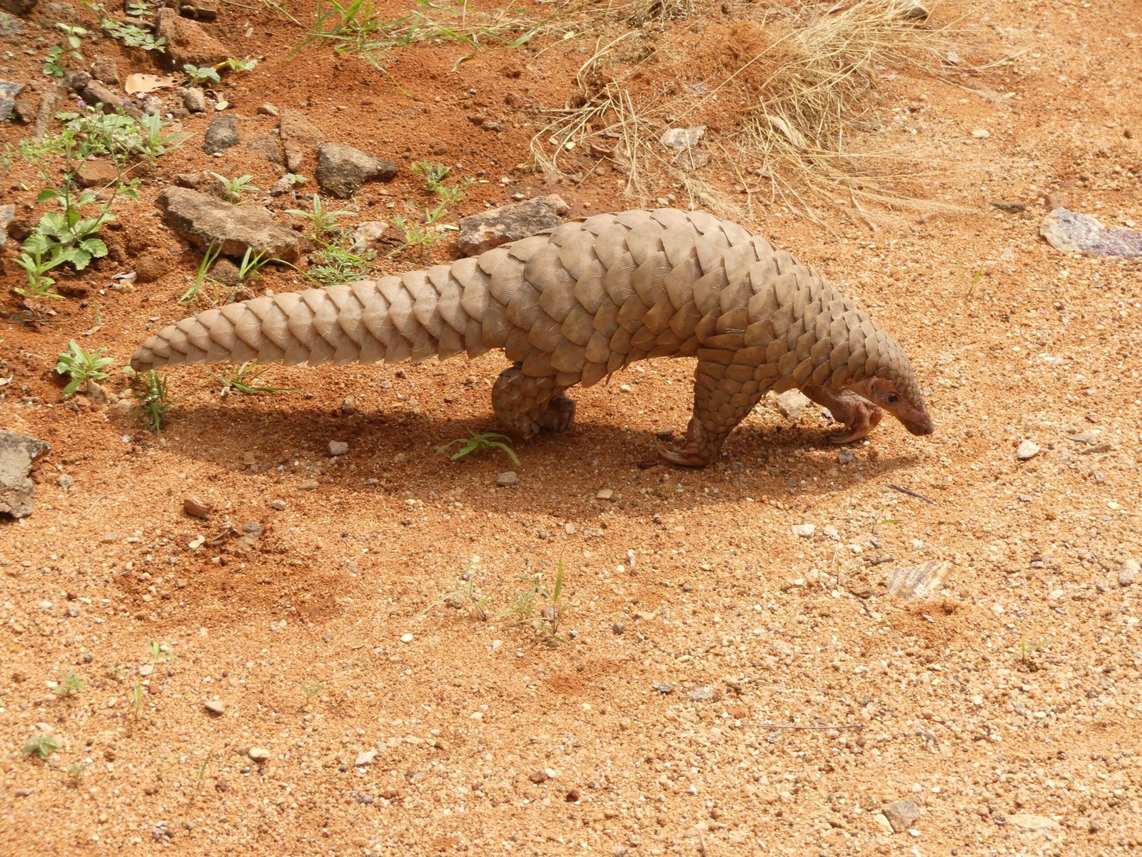 Pangolins in Peril: Conservation Status (image credits: wikimedia)