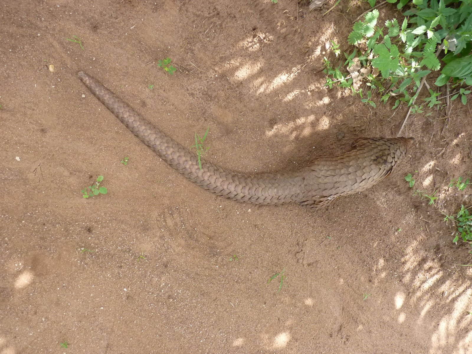 Tracking the Elusive: Research and Monitoring Efforts (image credits: wikimedia)