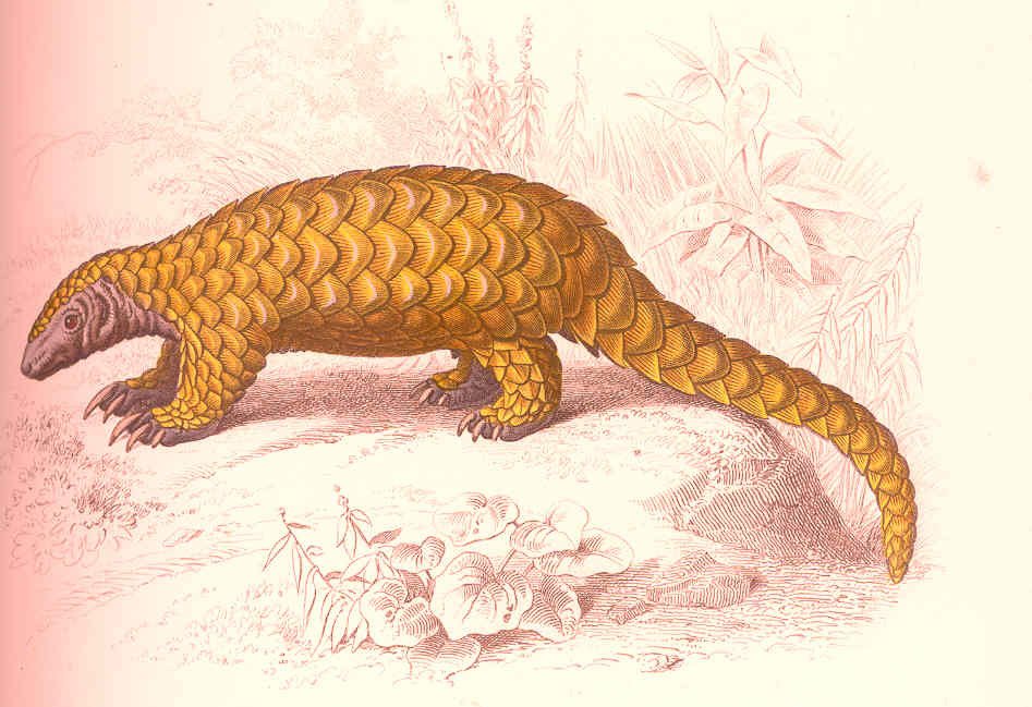 Pangolins in Popular Culture (image credits: wikimedia)