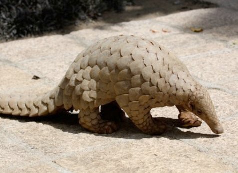 A Call to Protect the Unseen (image credits: wikimedia)
