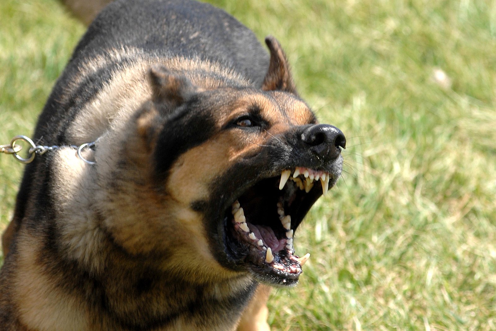 The Science of Dog Barks: More Than Just Noise (image credits: wikimedia)