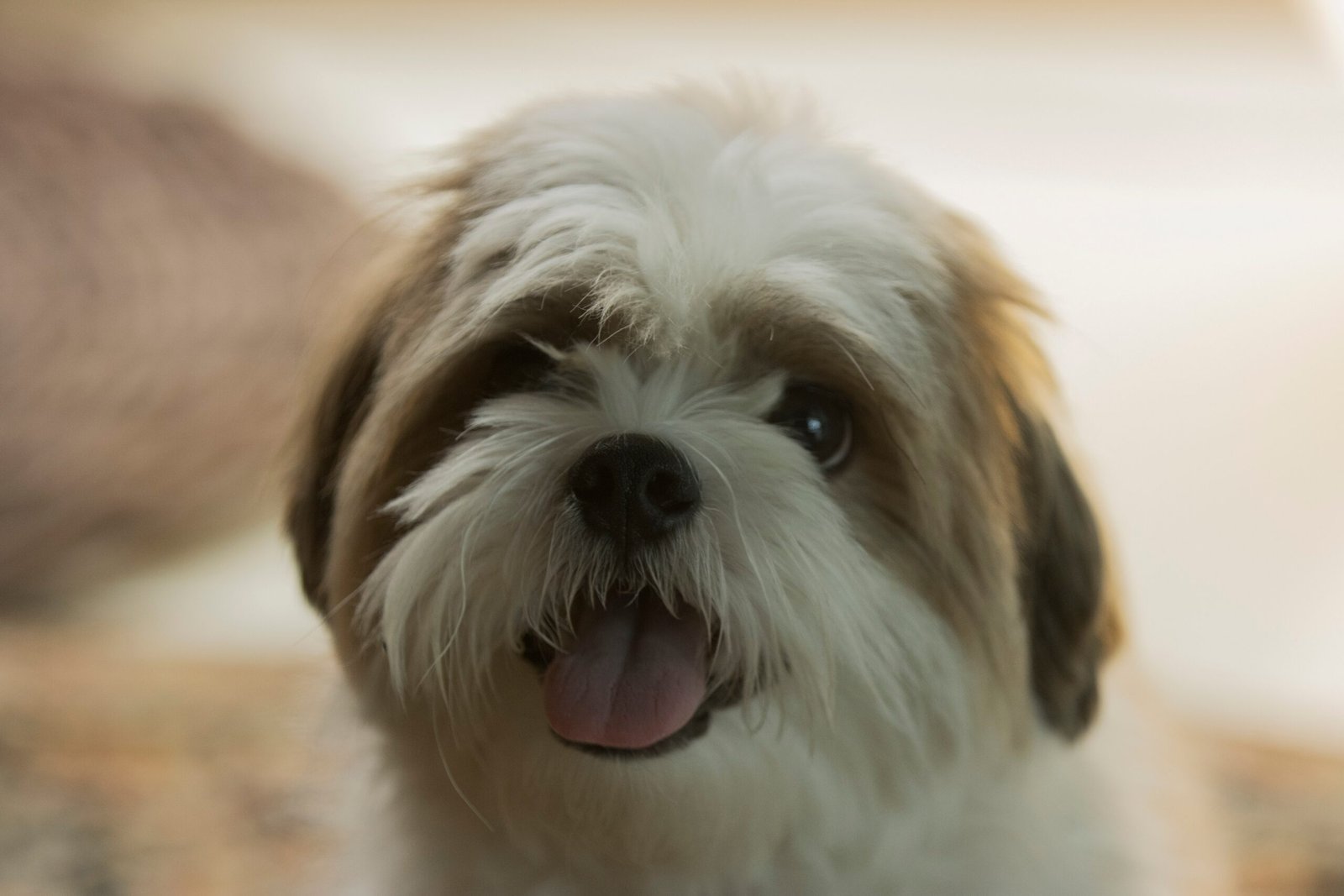 Challenges in Translating Animal Language (image credits: wikimedia)