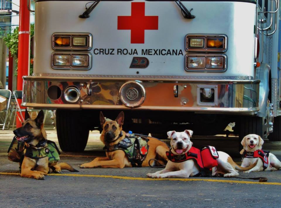 Impact on Animal Welfare and Training (image credits: wikimedia)