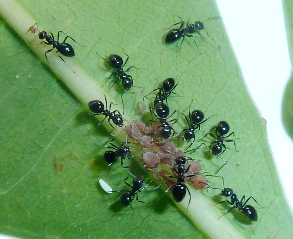 How Ants ‘Milk’ Their Aphids