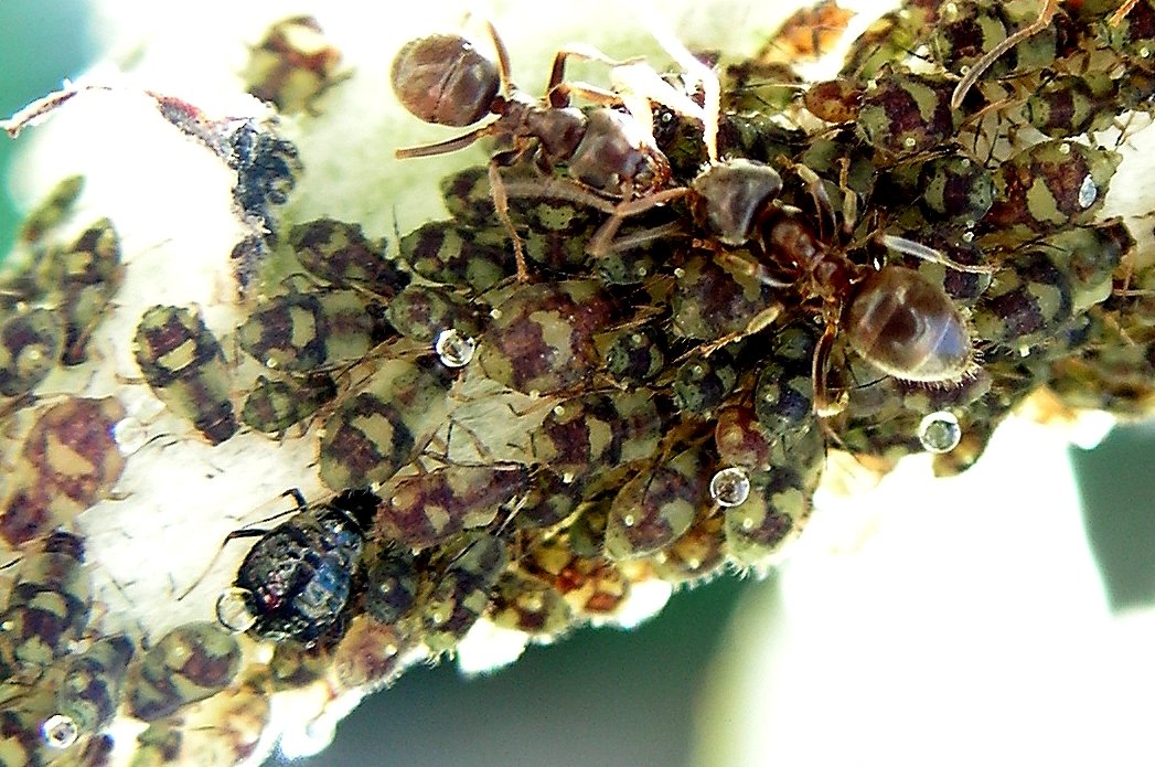 The Sweet Trade: Why Ants Treasure Honeydew (image credits: wikimedia)