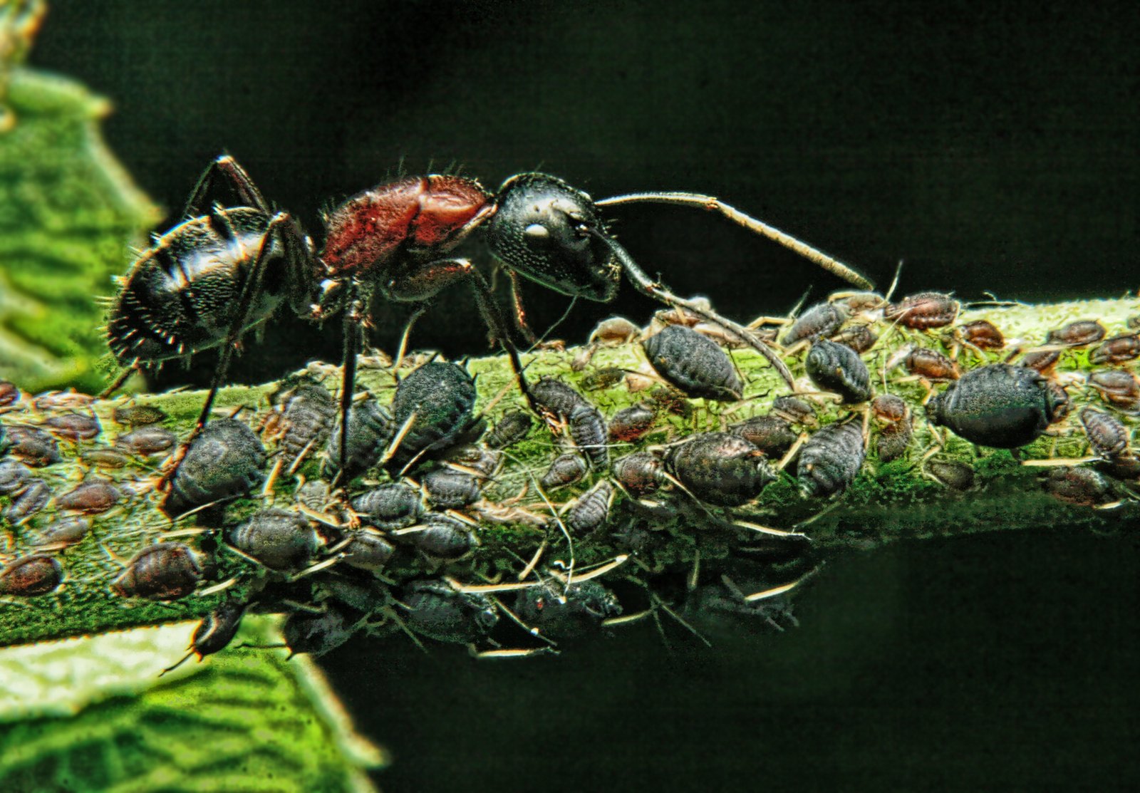 Ant Agriculture: More Than Just Honeydew (image credits: wikimedia)