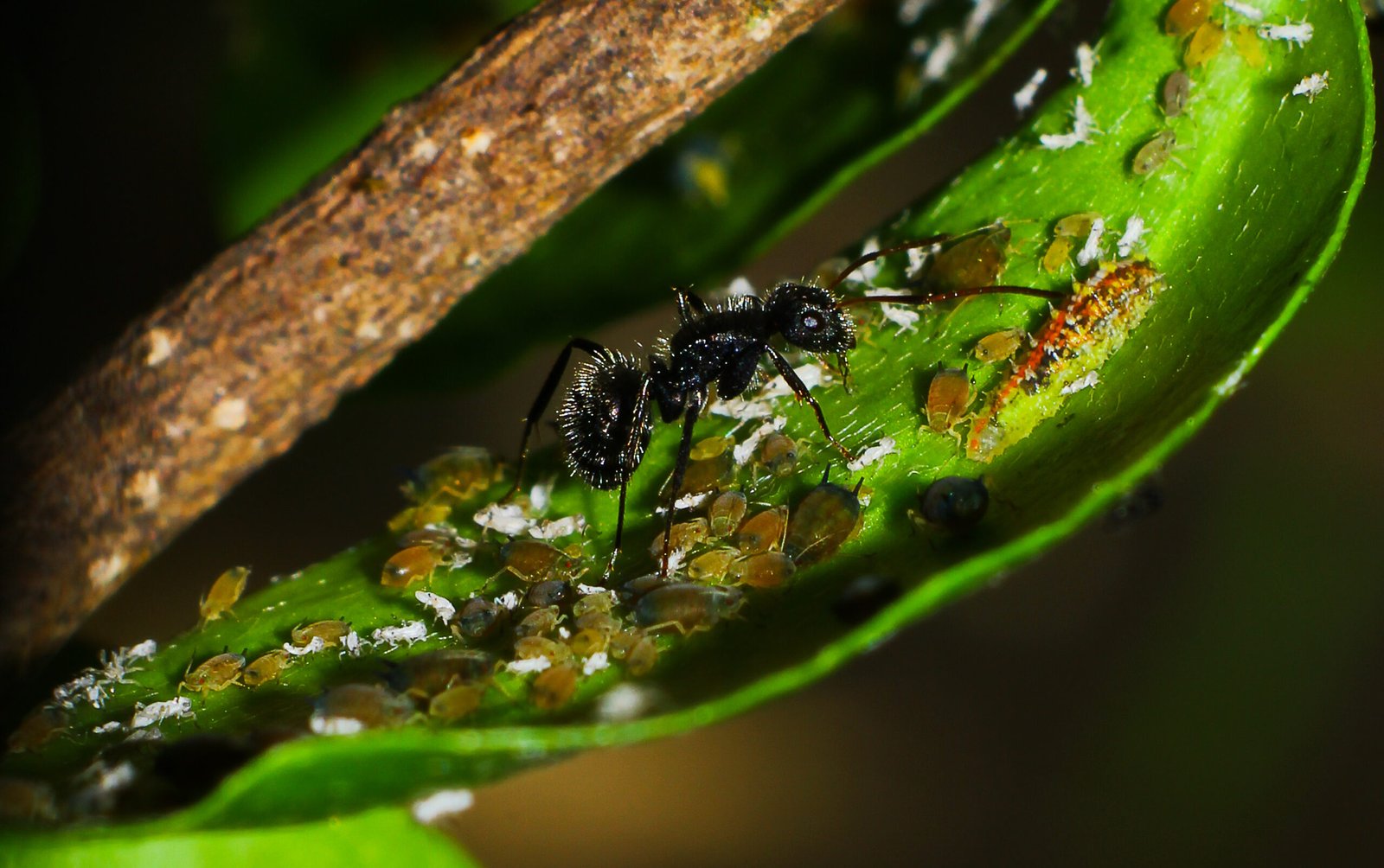 Stealing Herds: The Insect Cattle Rustlers (image credits: wikimedia)