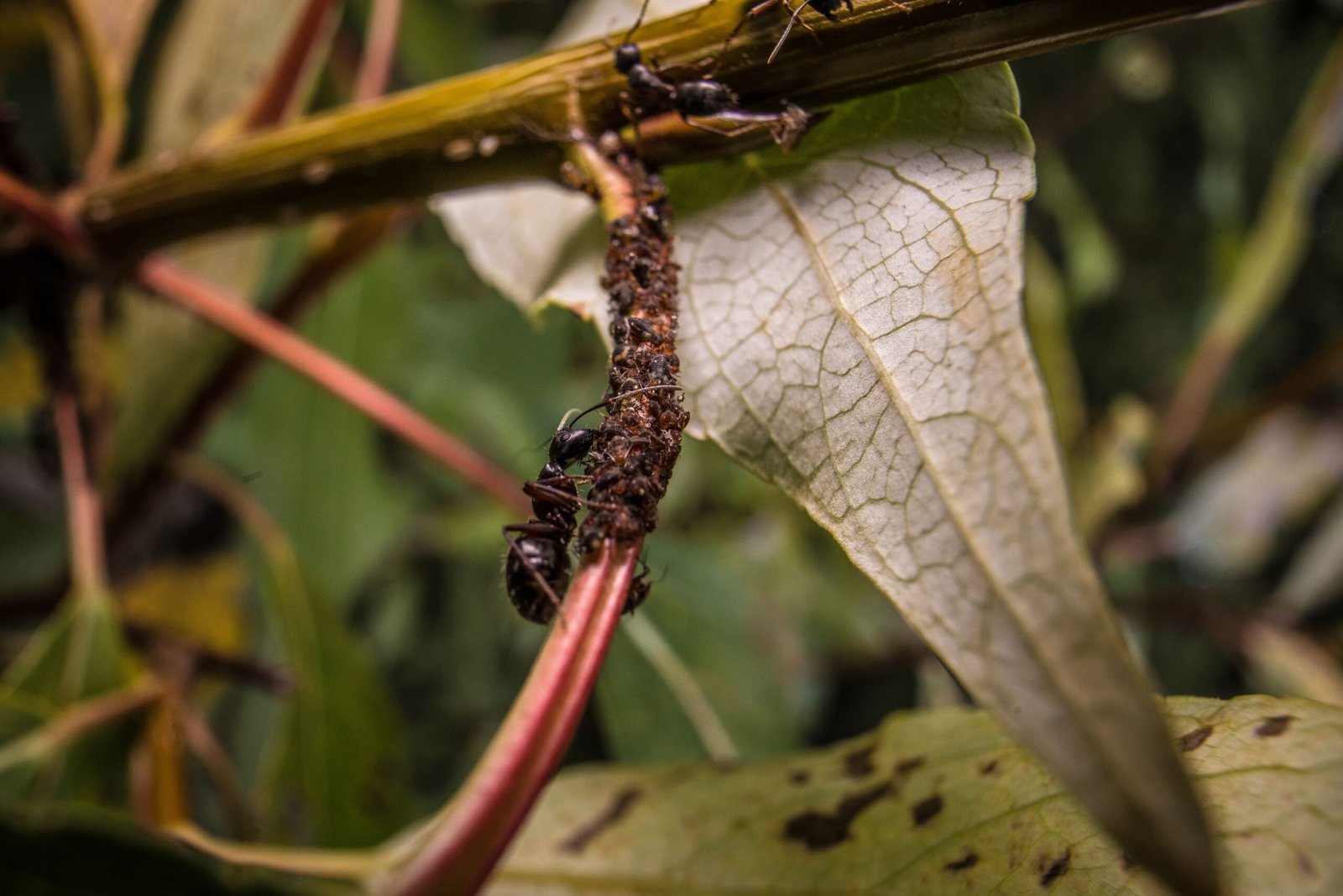 Ant-Aphid Communication: A Language of Touch and Scent (image credits: wikimedia)