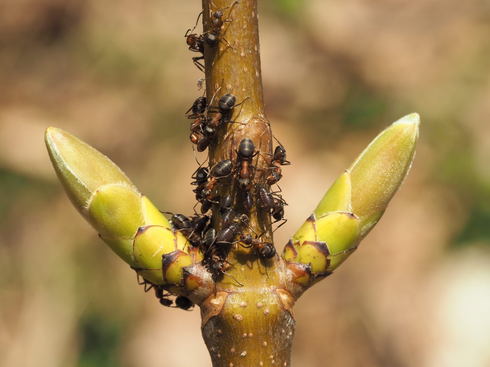 Different Ant Species, Different Farming Styles (image credits: wikimedia)
