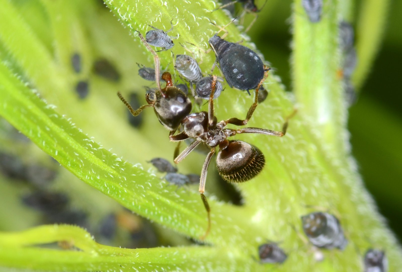 Ants and Aphids Across the Globe (image credits: wikimedia)