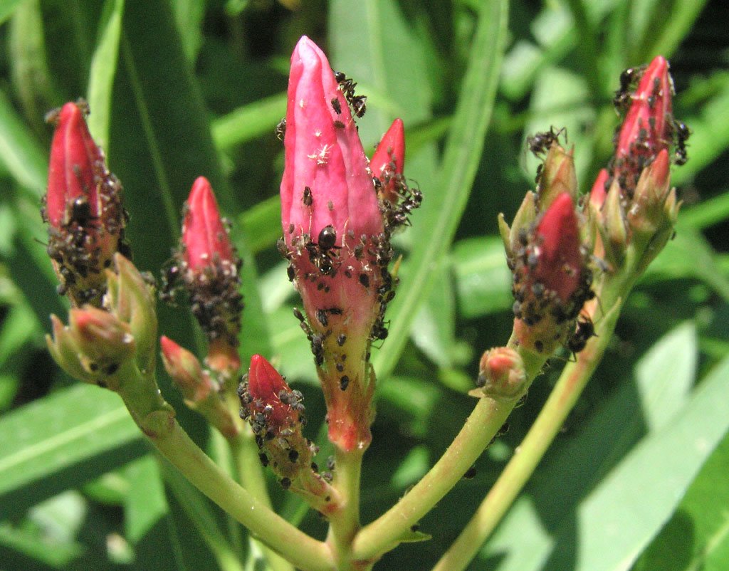 Human Lessons from Ant-Aphid Cooperation (image credits: wikimedia)