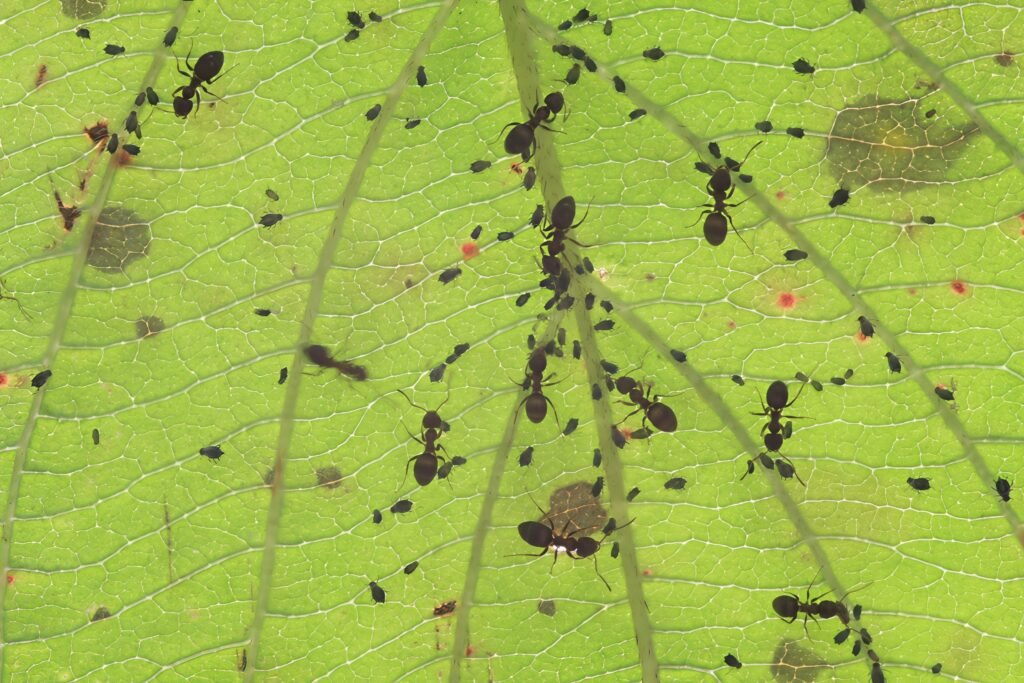 A World of Tiny Farmers Beneath Our Feet