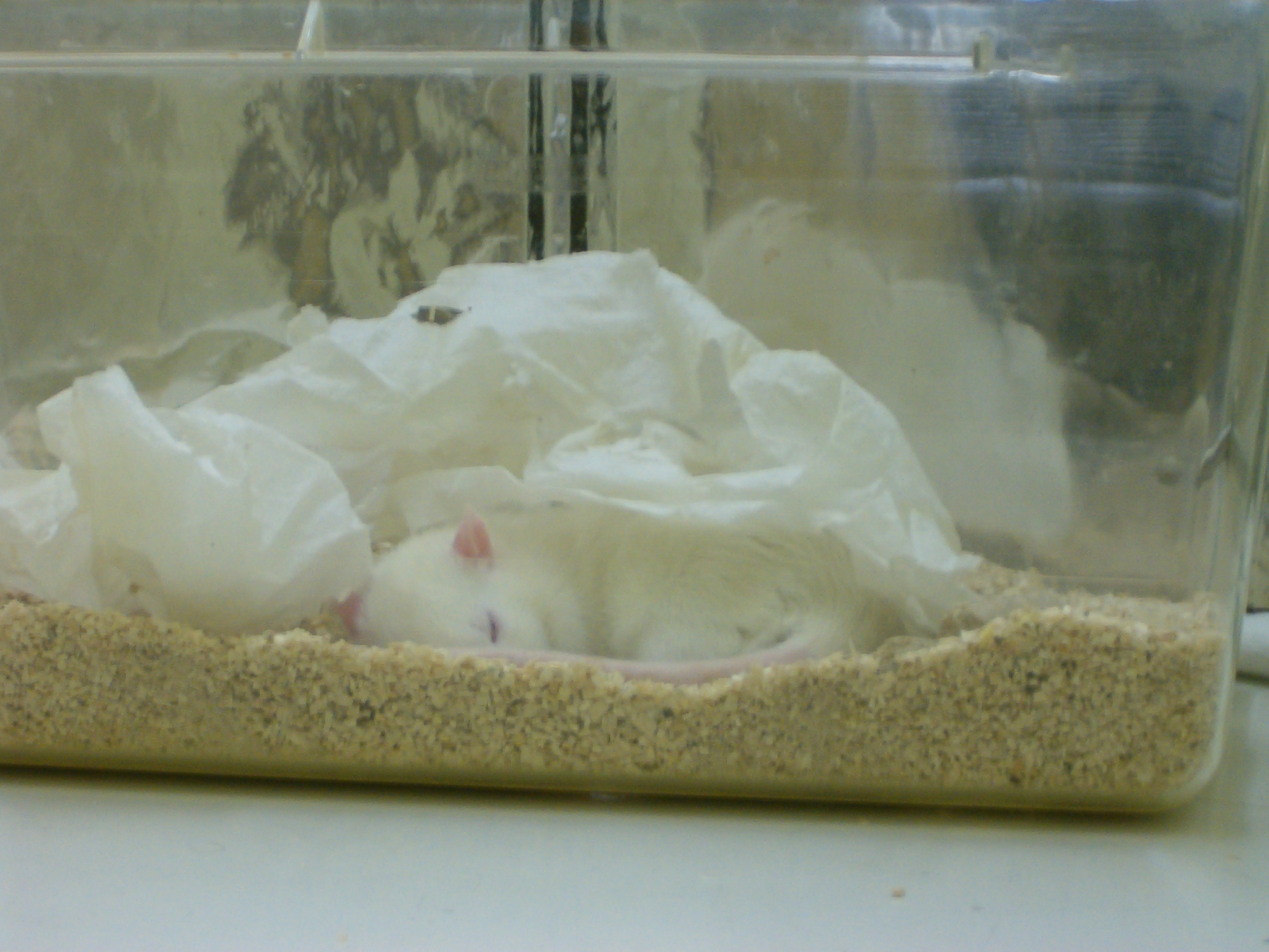 The Science Behind REM Sleep in Rats (image credits: wikimedia)