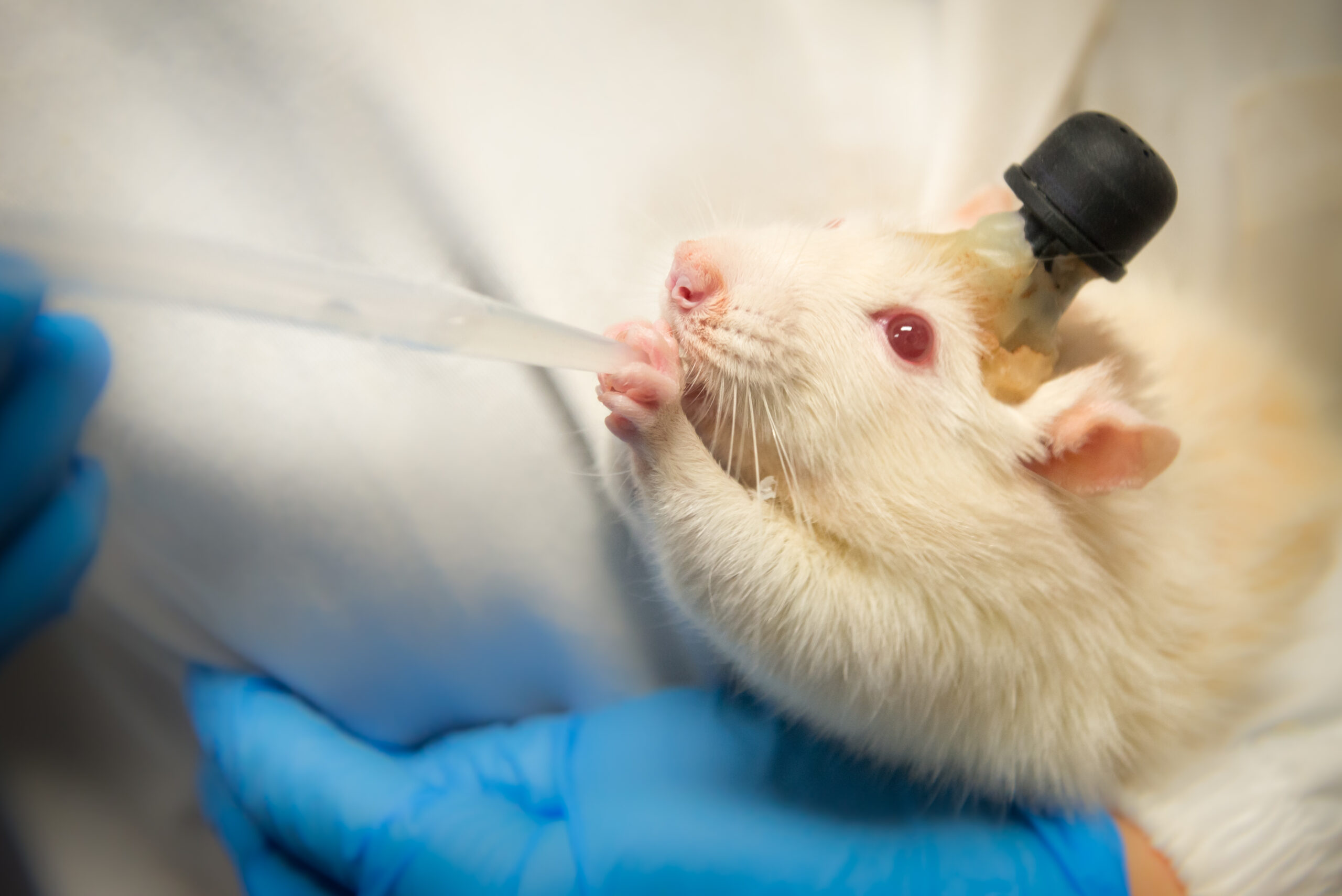 How Scientists Study Rat Dreams (image credits: wikimedia)