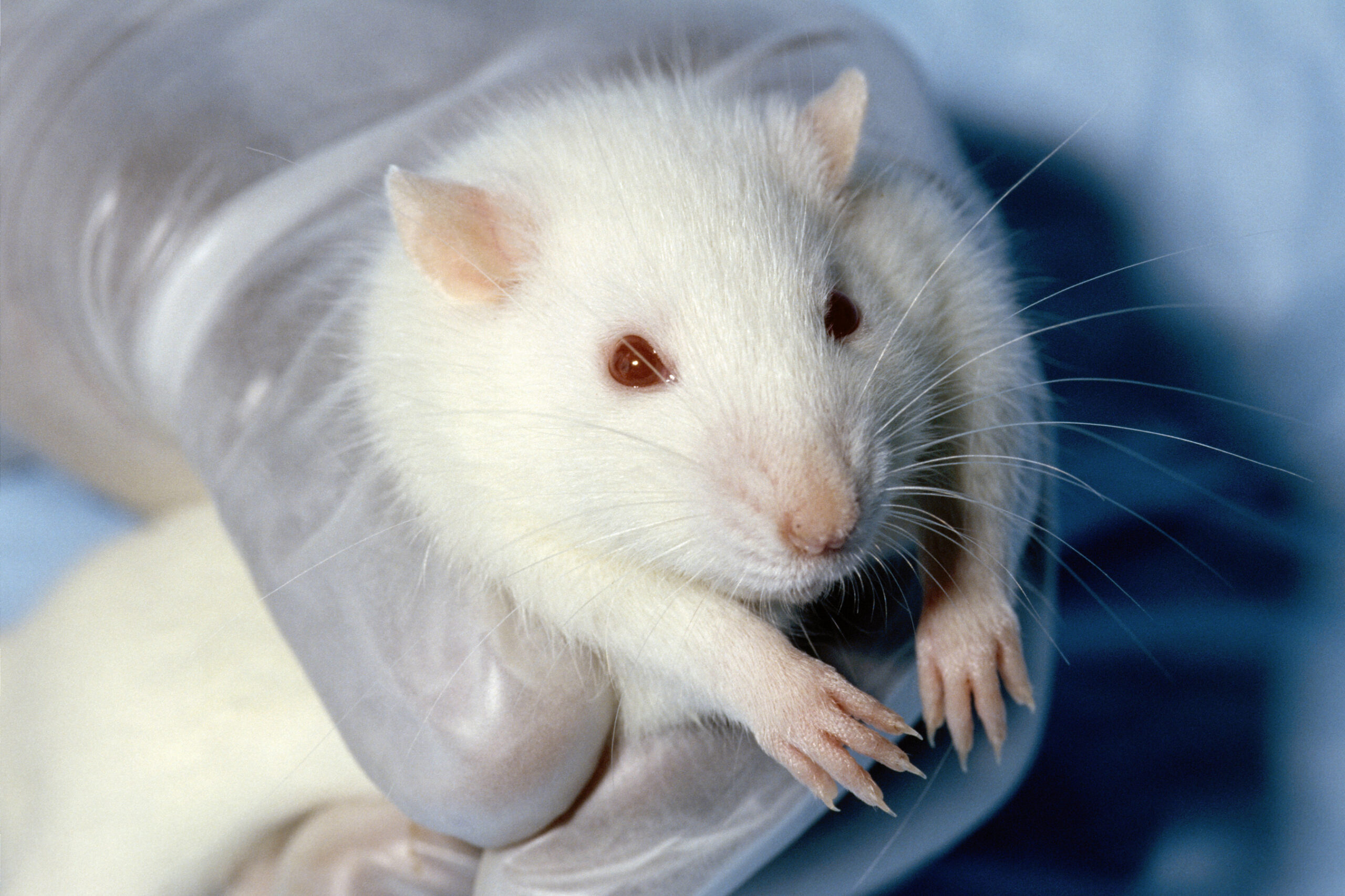Implications for Human Health and Medicine (image credits: wikimedia)