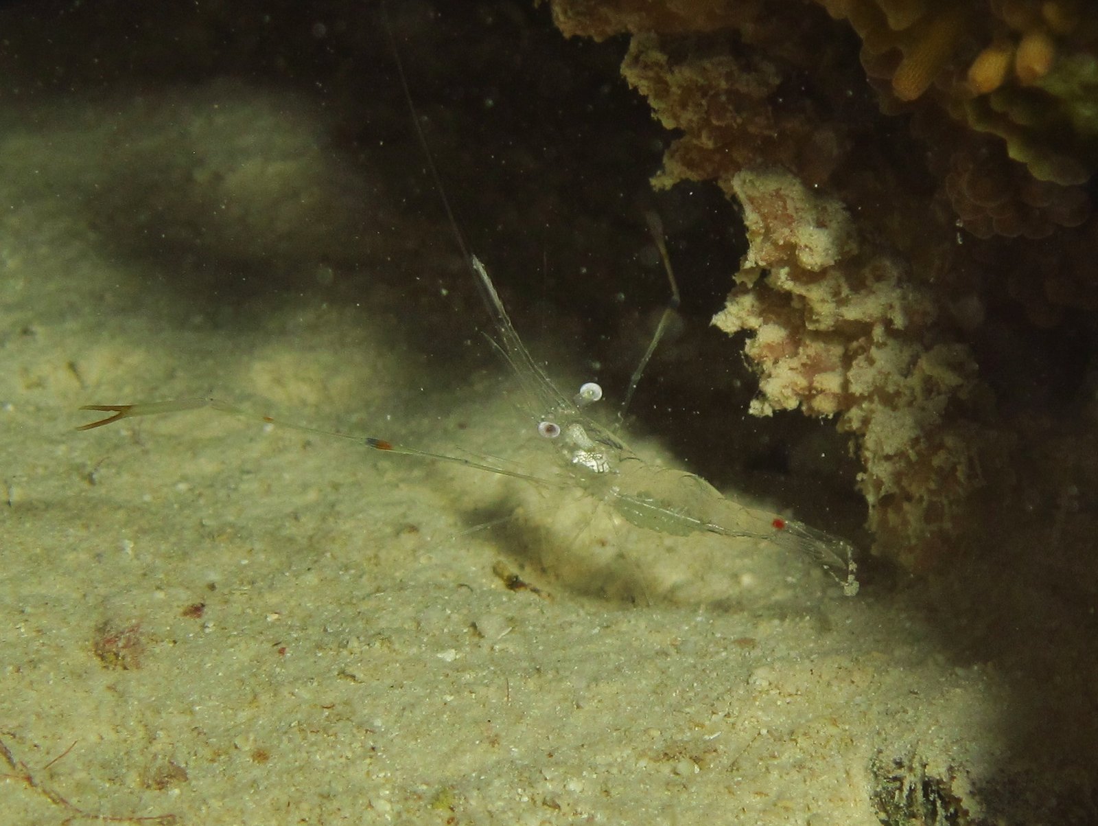 Why Be Transparent? The Survival Advantage (image credits: wikimedia)