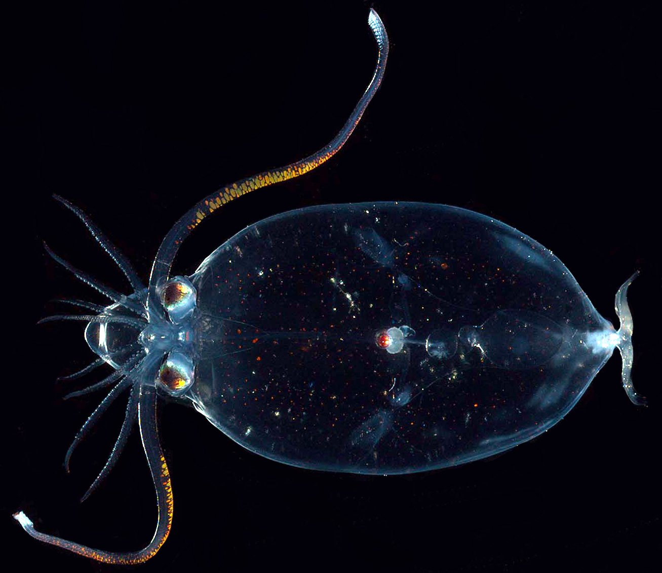The Glass Squid: A Master of Disguise (image credits: wikimedia)