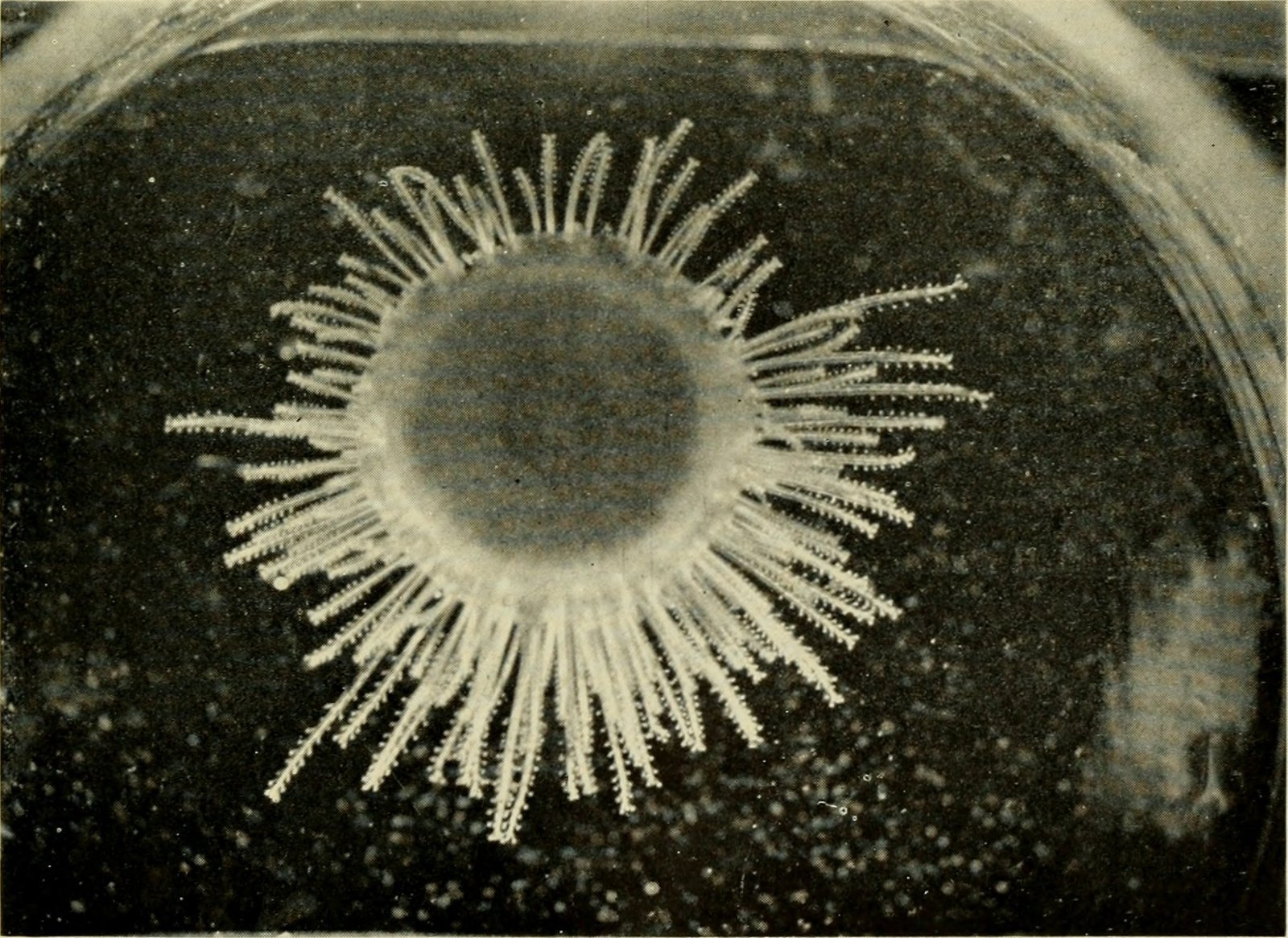 Larval Fish: Invisible Beginnings (image credits: wikimedia)