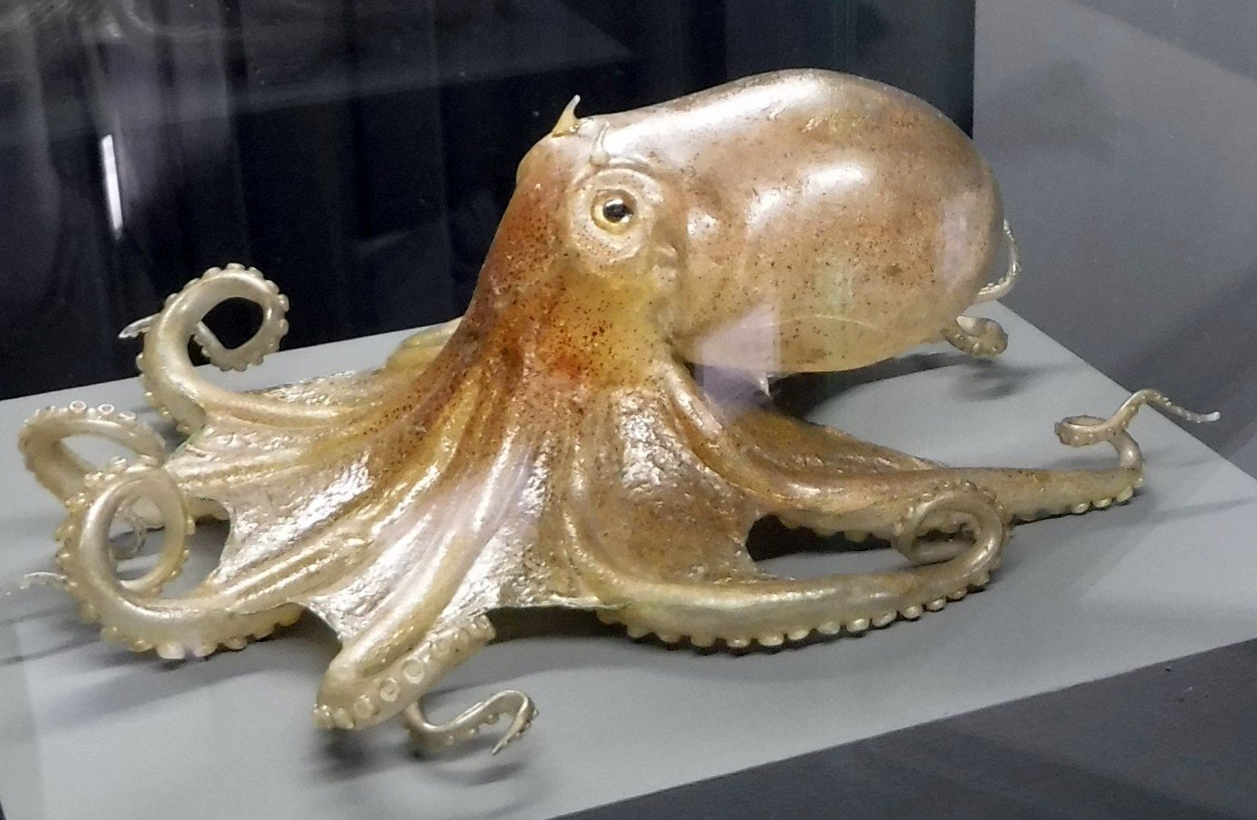 The Glass Octopus: A Phantom in the Deep (image credits: wikimedia)