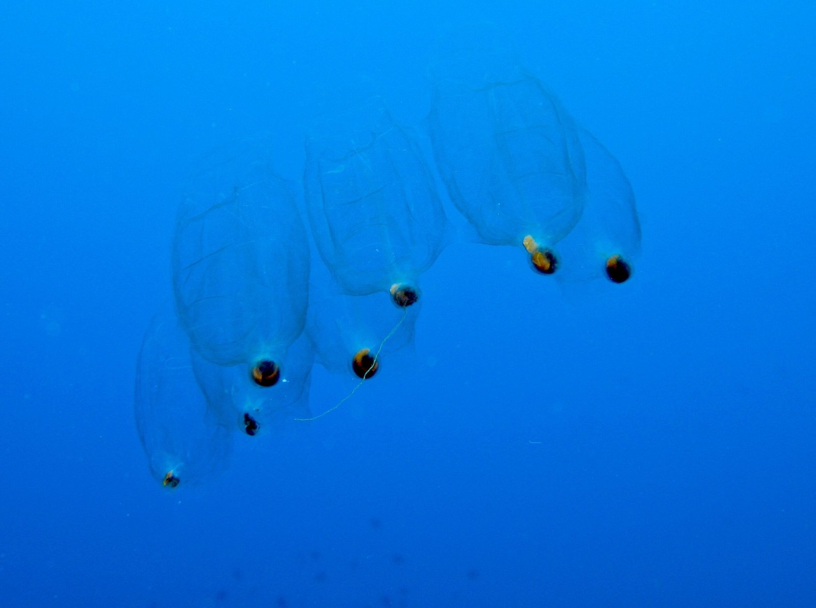 Salps and Their Transparent Chains (image credits: wikimedia)