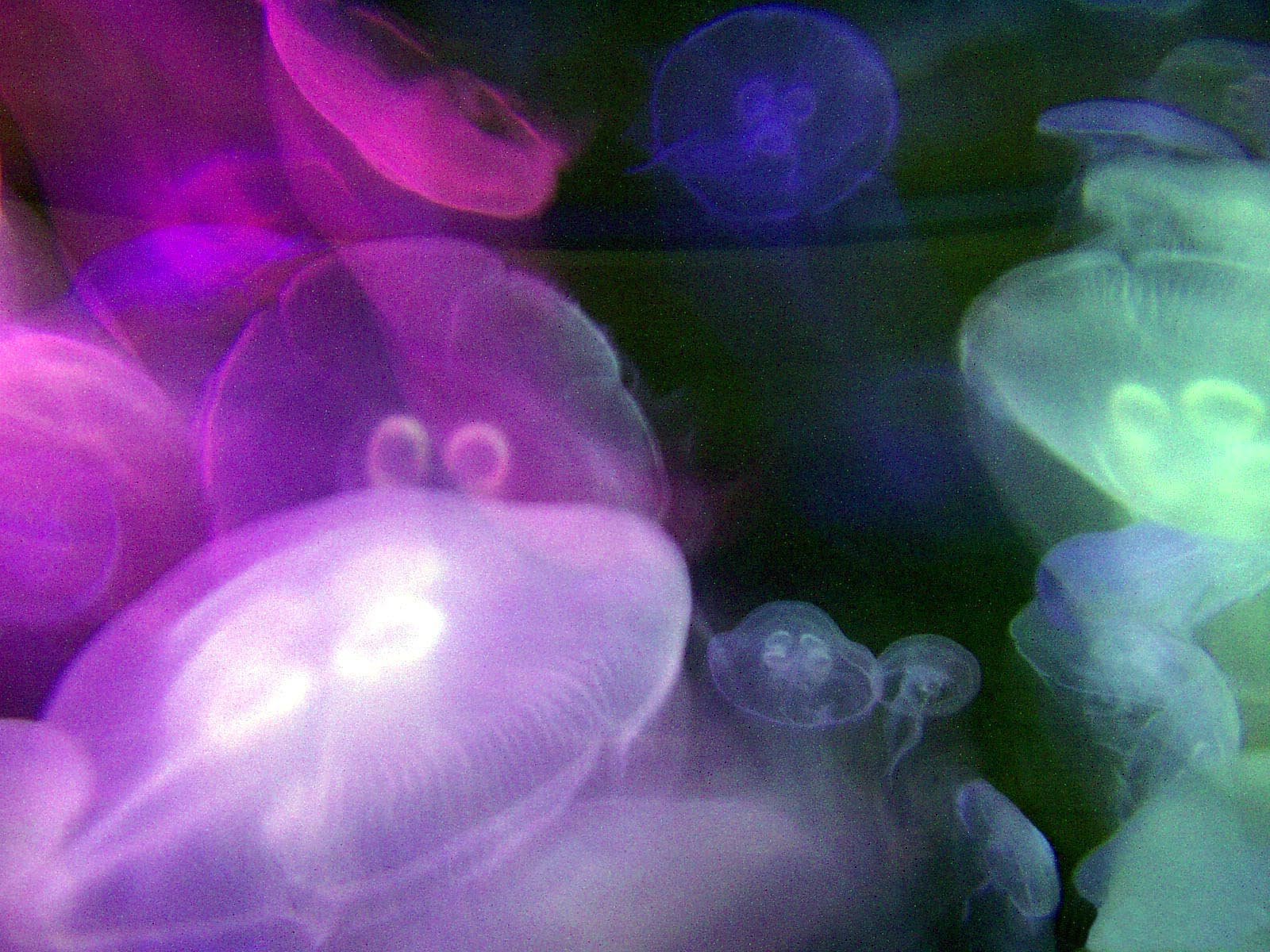 Comb Jellies: Living Rainbows (image credits: wikimedia)