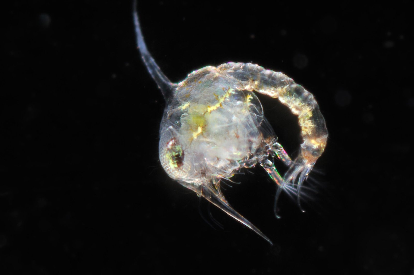 The Role of Transparency in Ocean Food Webs (image credits: wikimedia)