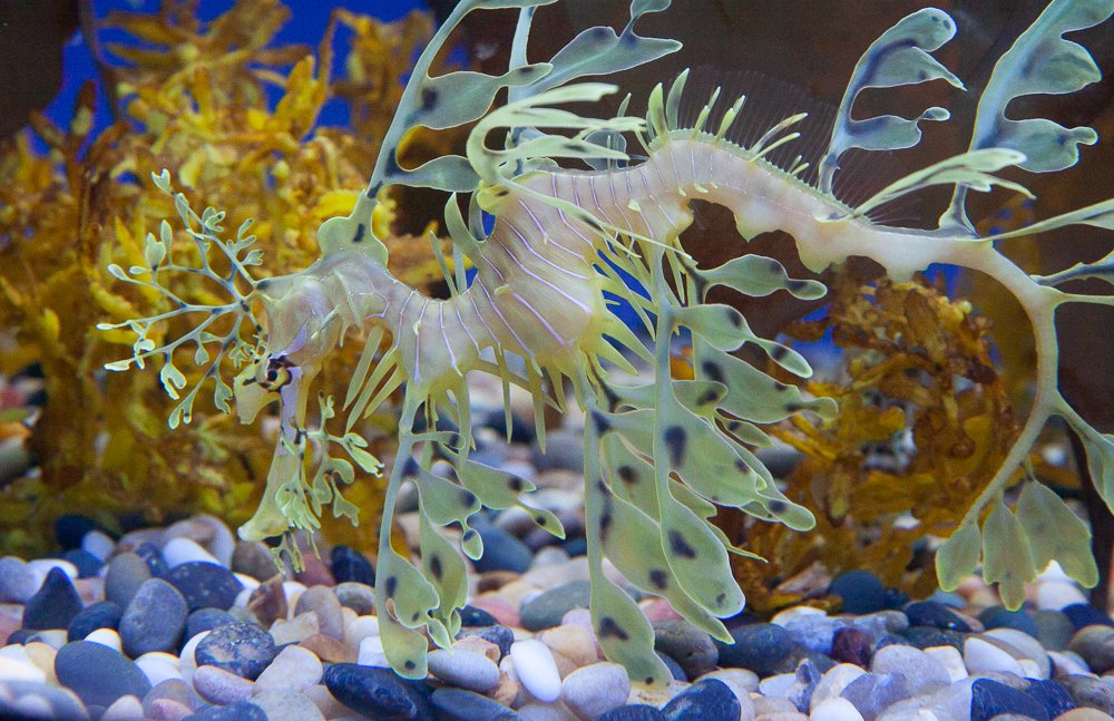 Lessons from the Ocean’s Glass Creatures (image credits: wikimedia)