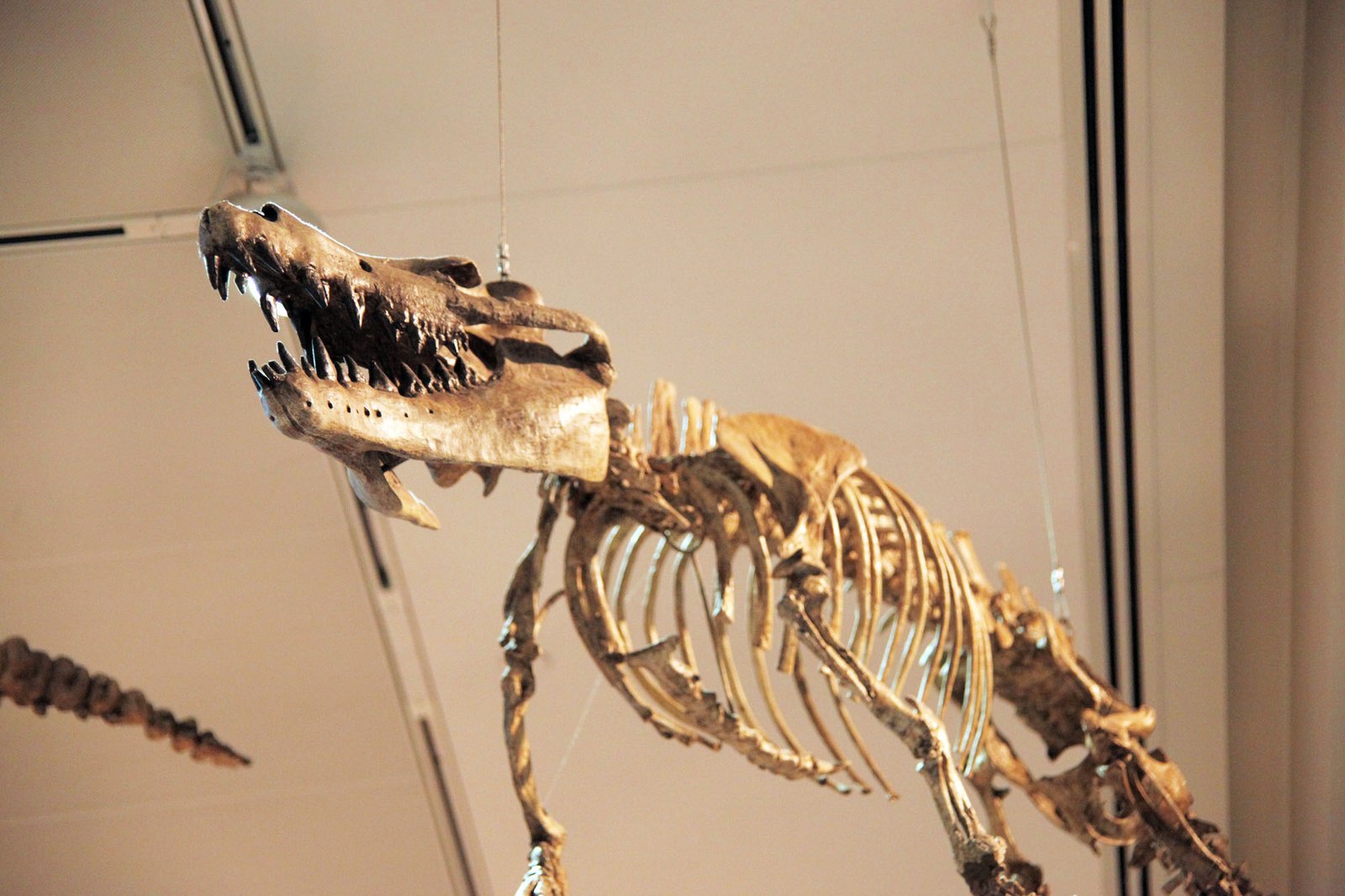 The Unexpected Discovery: Whales in the Heart of Spain (image credits: wikimedia)