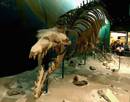 Why These Fossils Matter Today (image credits: wikimedia)