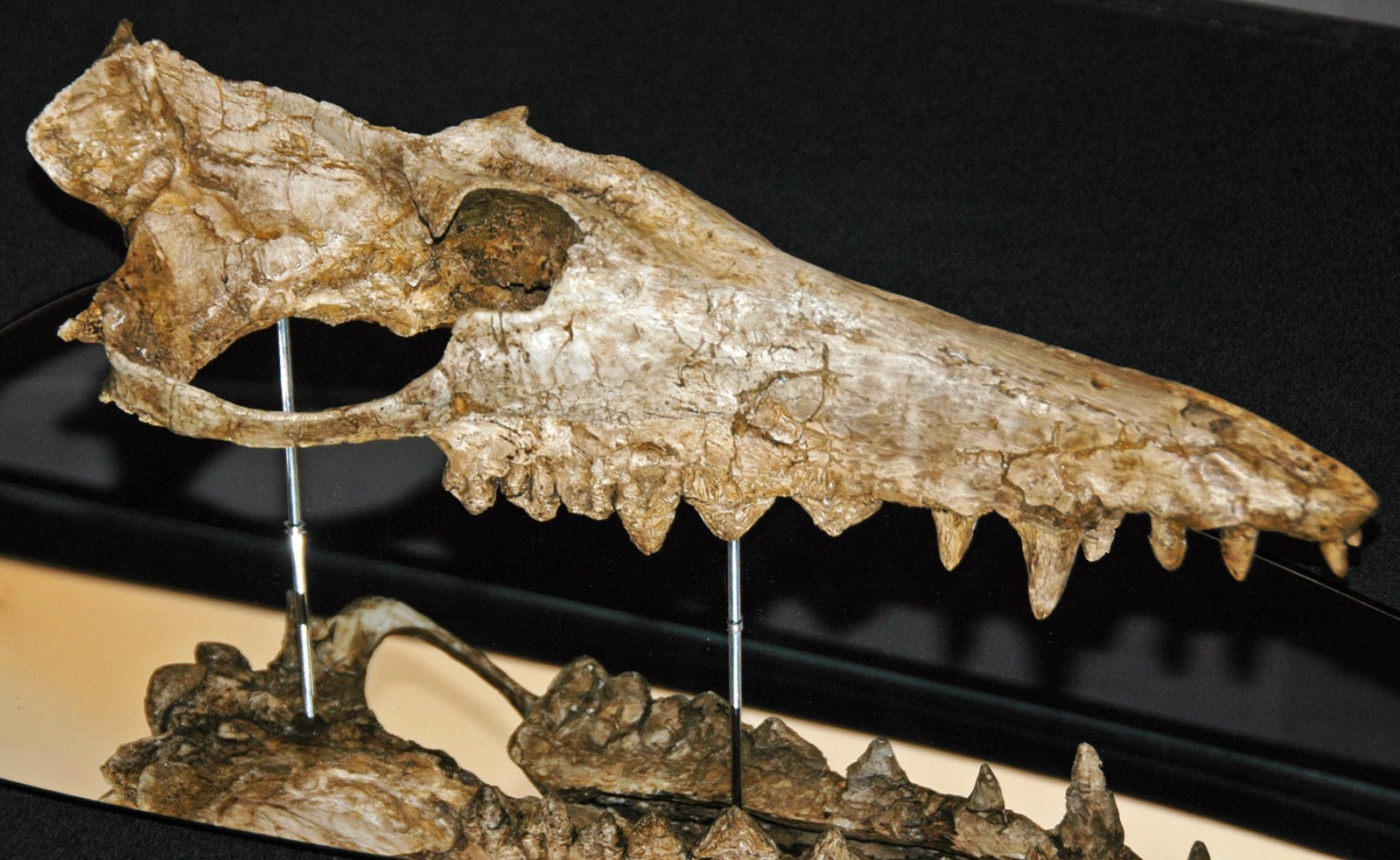 From Fossil Ridge to Museums (image credits: wikimedia)