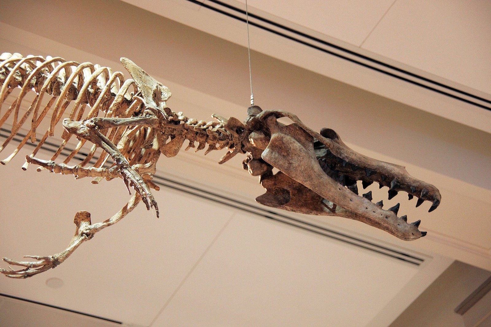 Comparing Madrid to Other Inland Whale Fossil Sites (image credits: wikimedia)