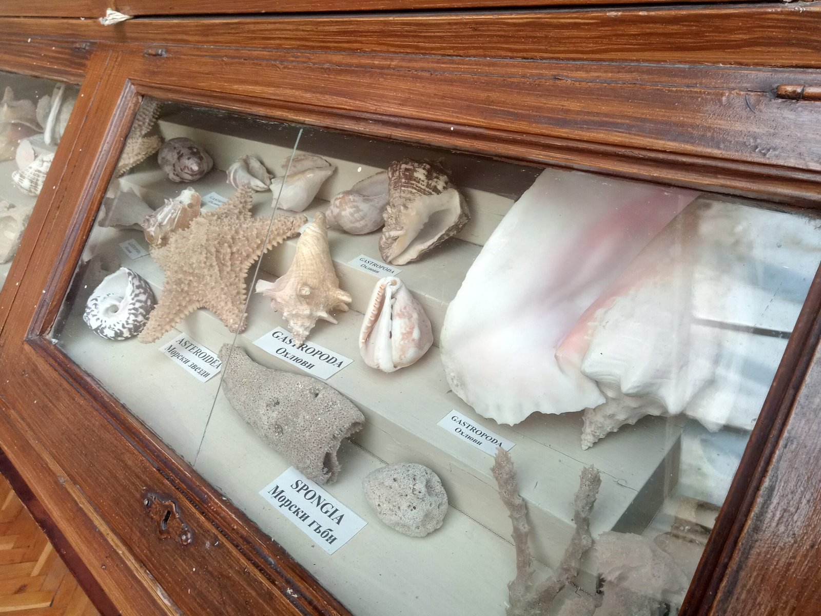 Unexpected Guests: Other Fossils Among the Whales (image credits: wikimedia)