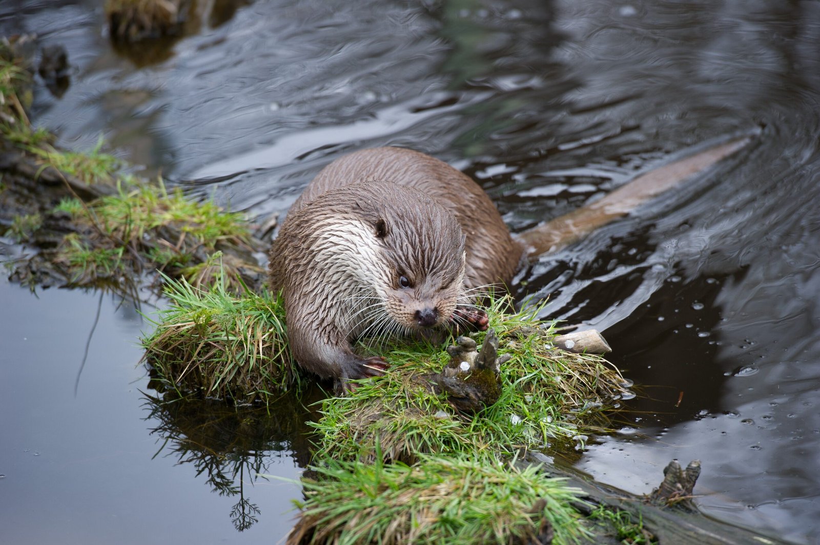 Tool Traditions Across Otter Species (image credits: wikimedia)