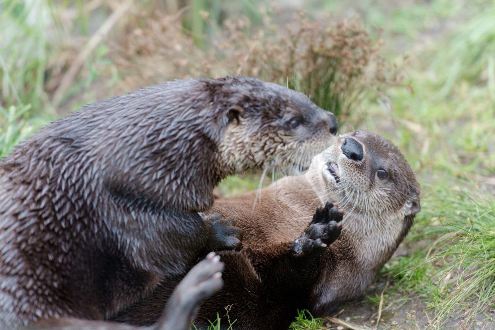 Otter Toolkits: Stones, Shells, and Ingenuity (image credits: wikimedia)