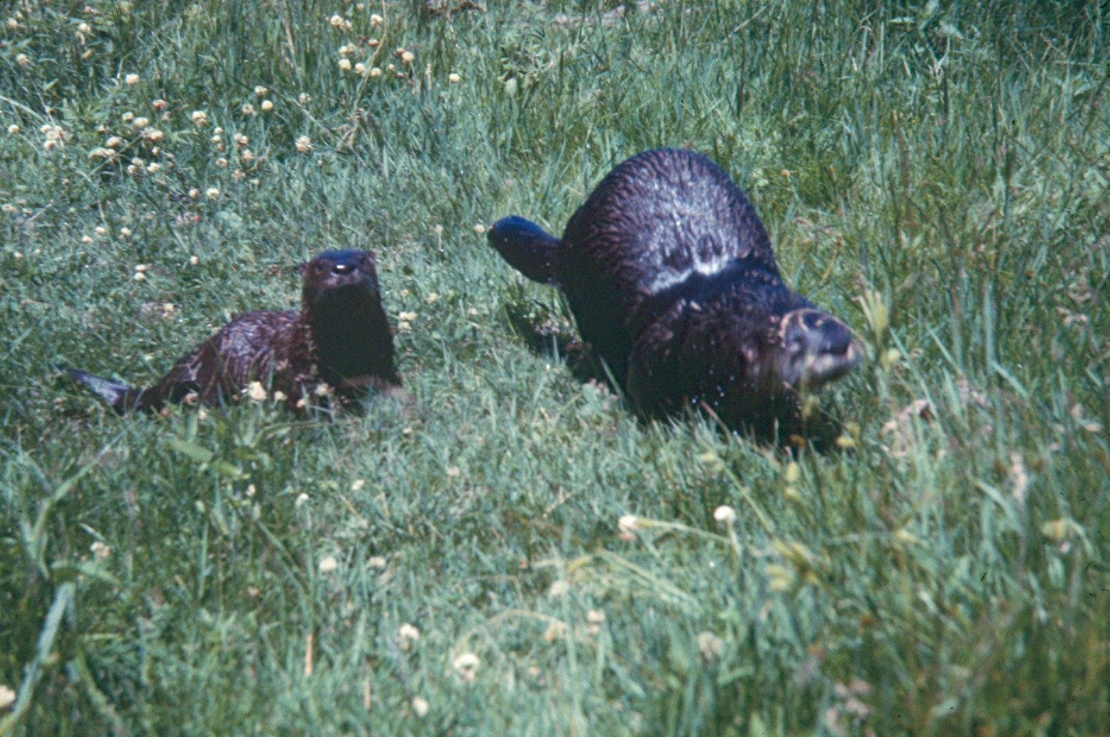Emotional Intelligence: Otters and Empathy (image credits: wikimedia)