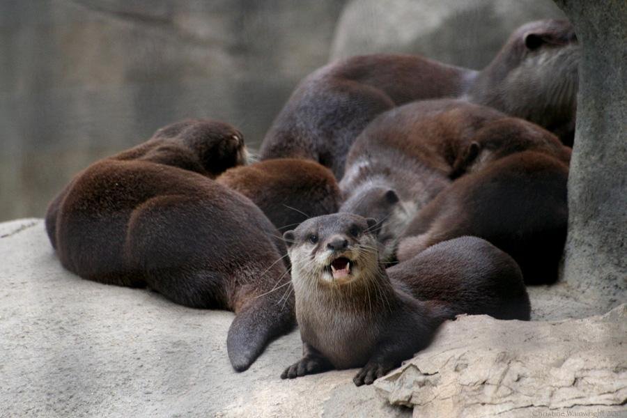 Otters in Captivity: Lessons from Zoos and Aquariums (image credits: wikimedia)