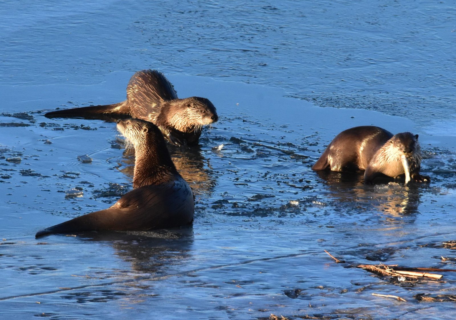 Otters as Conservation Ambassadors (image credits: wikimedia)