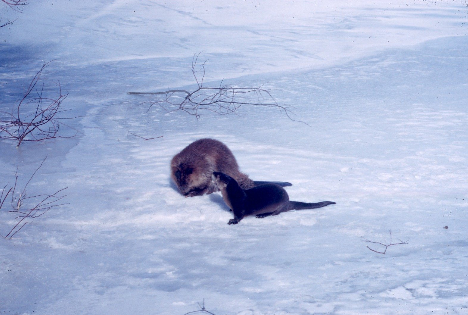 What Otters Reveal About Animal Minds (image credits: wikimedia)