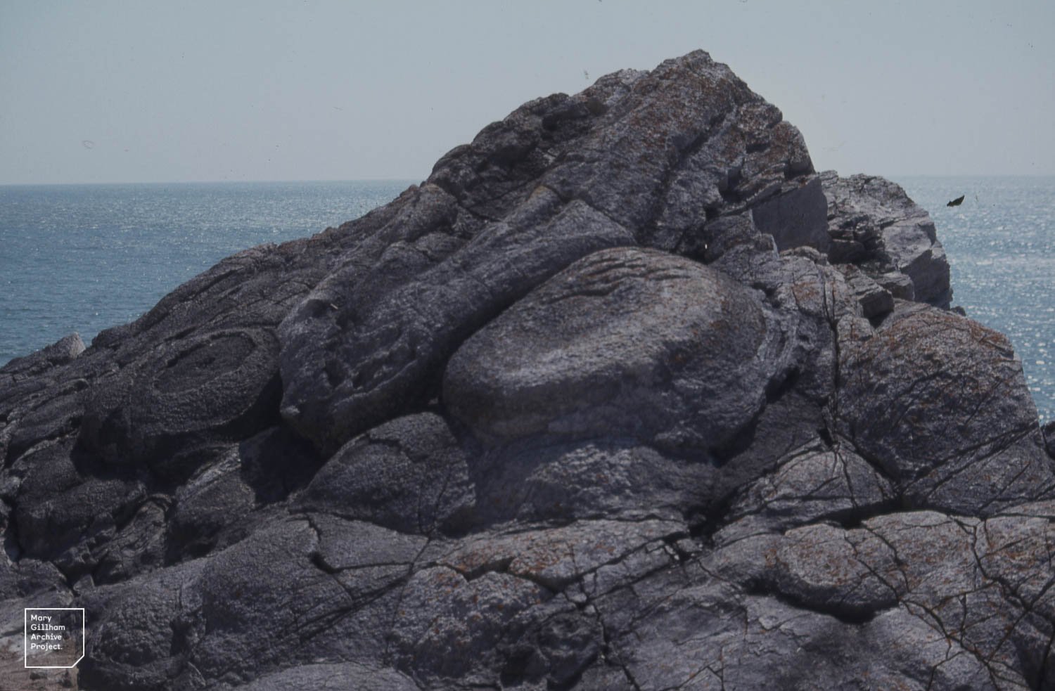 Fossil Forests: Trees Turned to Stone (image credits: wikimedia)