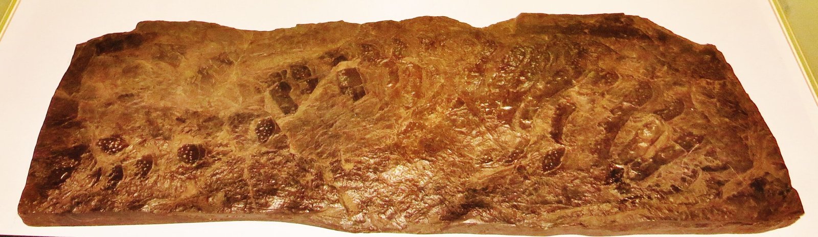 The Giant Millipede: Arthropleura’s Reign (image credits: wikimedia)