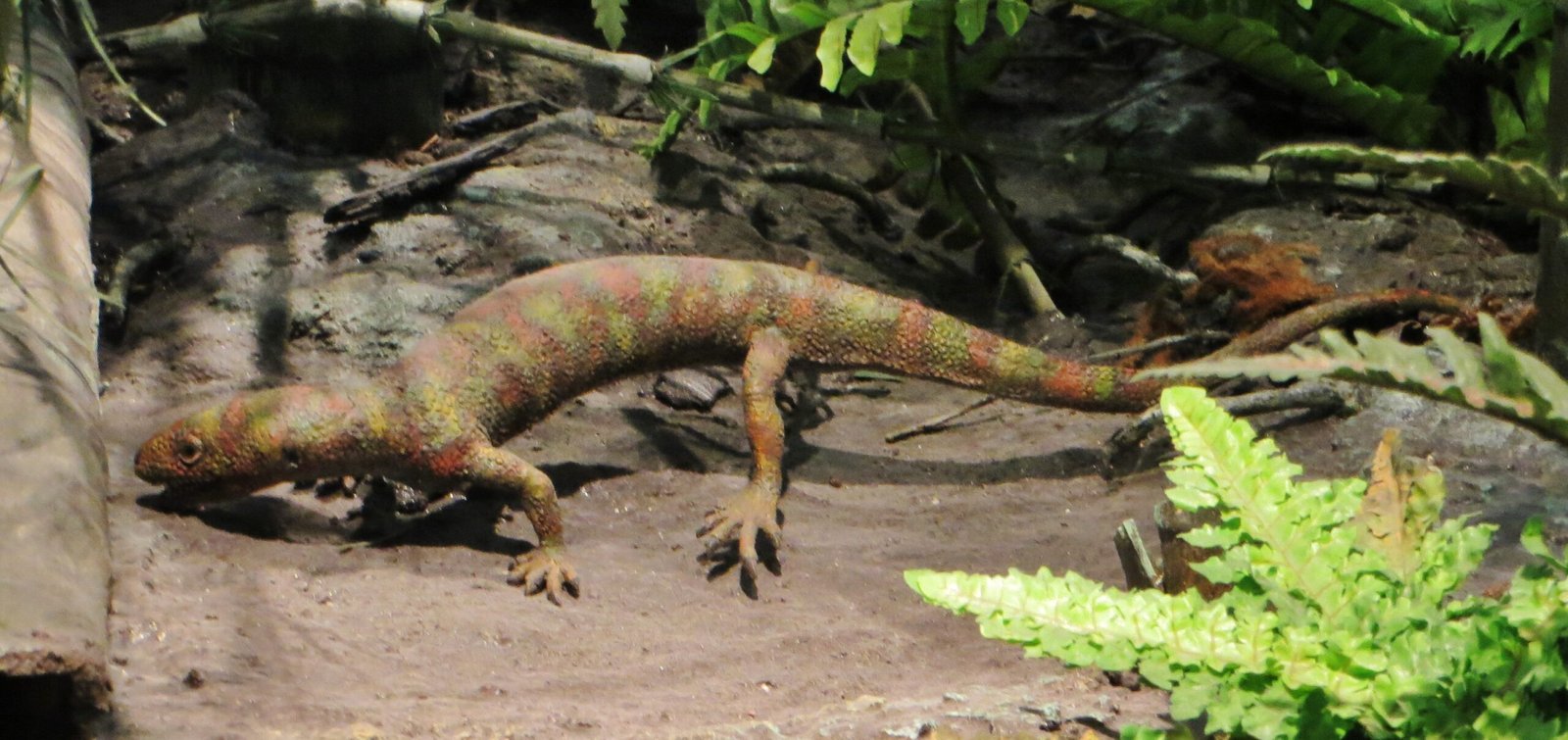 First Reptiles: Hylonomus and the Dawn of Eggs (image credits: wikimedia)