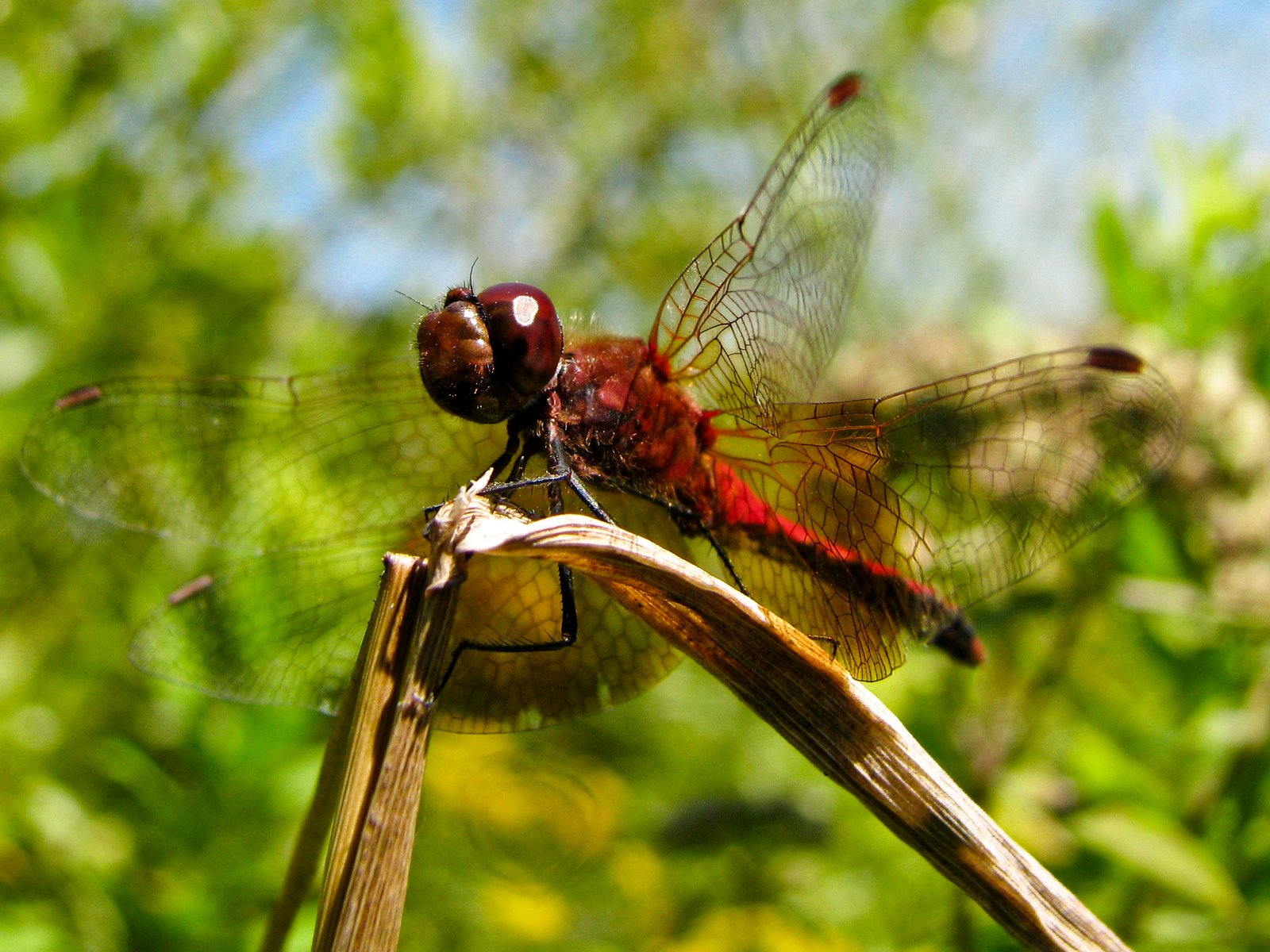 Insects of Unimaginable Size (image credits: wikimedia)