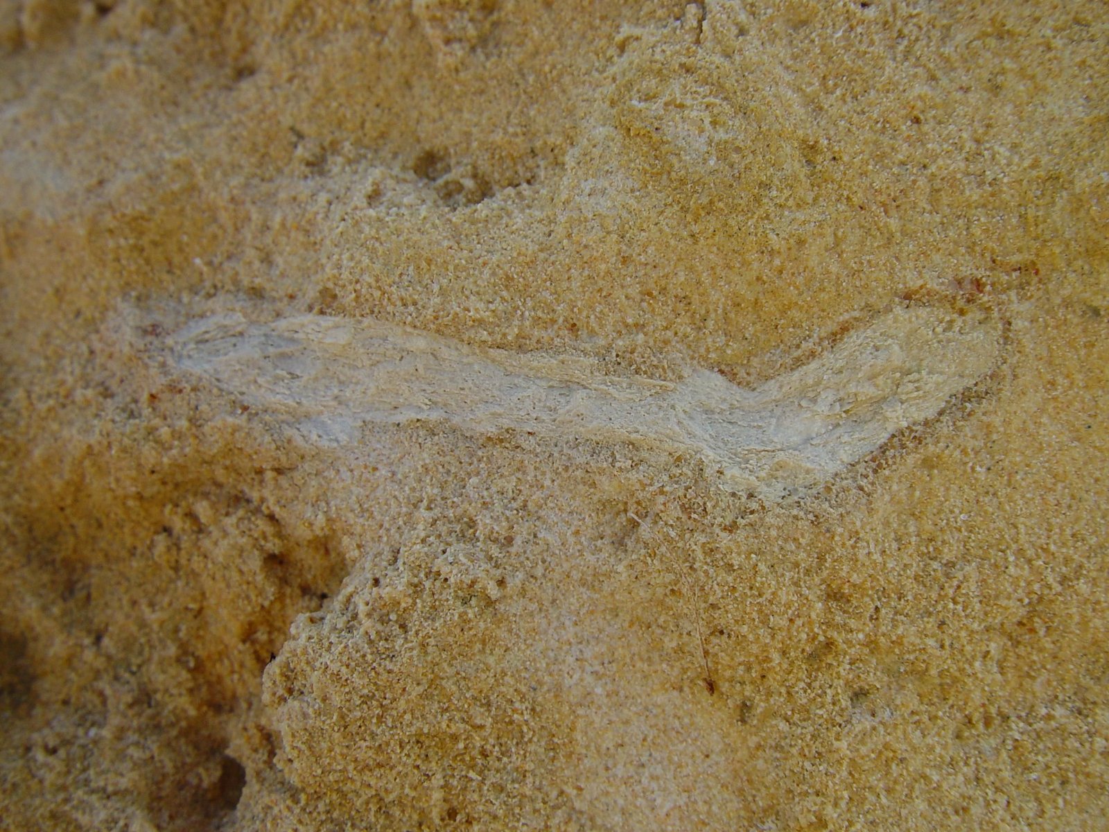 Nature’s Art Gallery: Patterns, Shapes, and Stories (image credits: wikimedia)