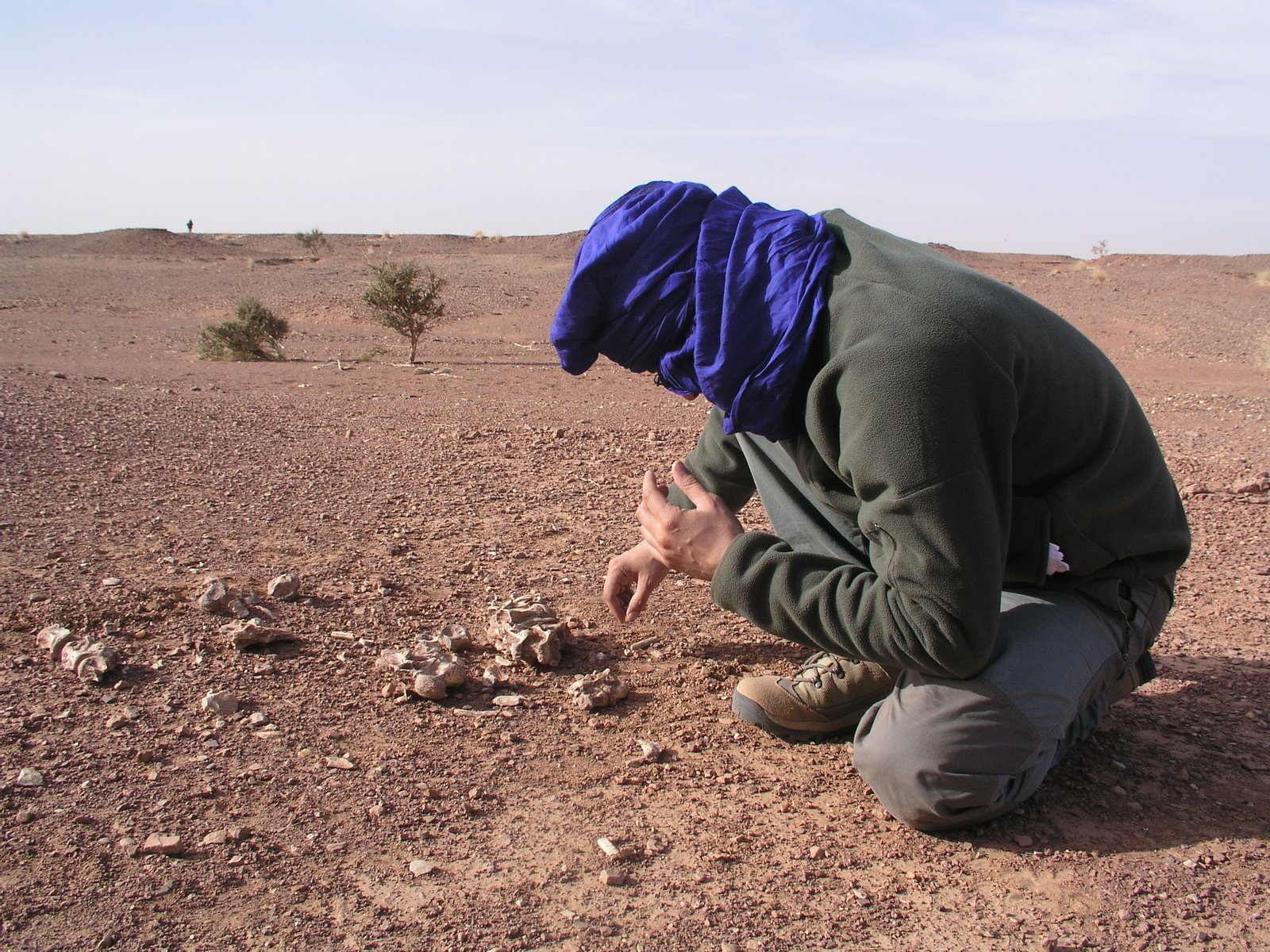 Fossil Discoveries: Bones from Beneath the City (image credits: wikimedia)