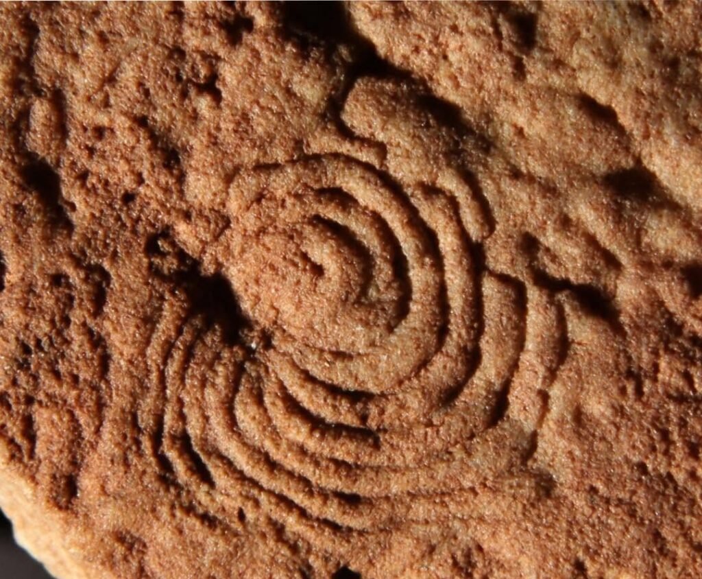 Adelaide’s Fossil Hotspots