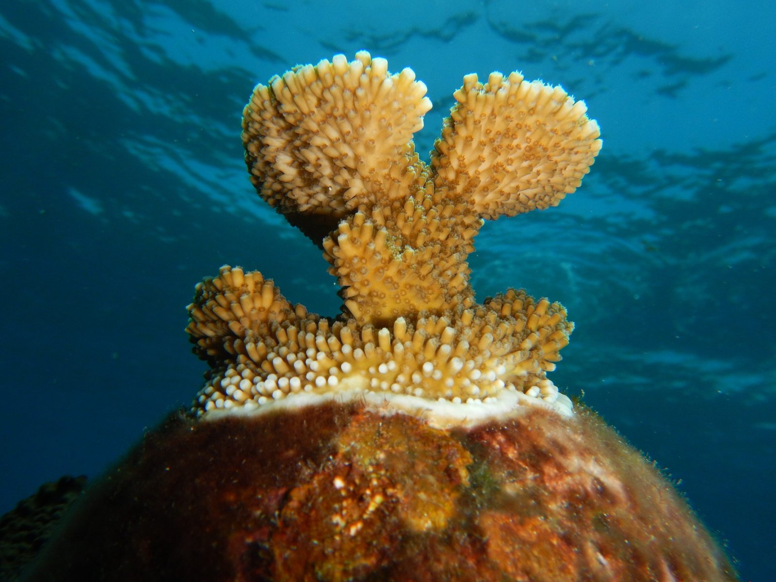Innovations in Coral Restoration (image credits: wikimedia)