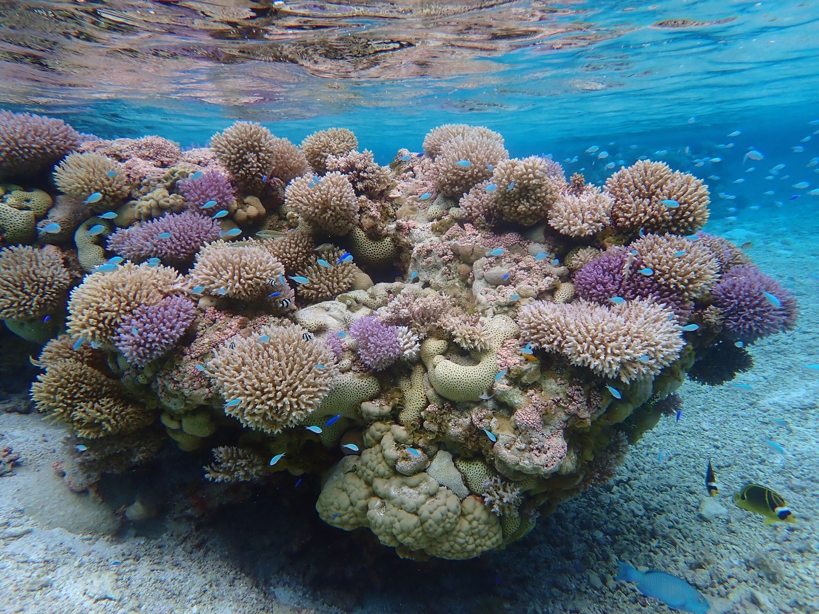 Genetic Diversity and Coral Resilience (image credits: wikimedia)