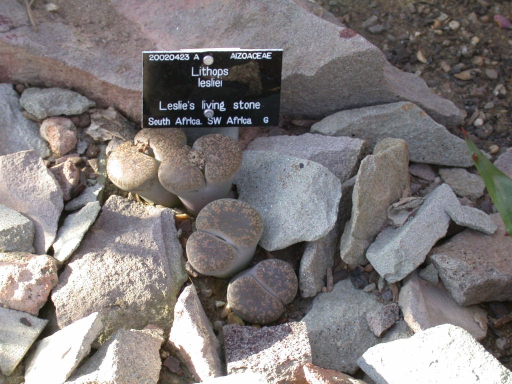 The Master of Disguise: Meet the Lithops (image credits: wikimedia)