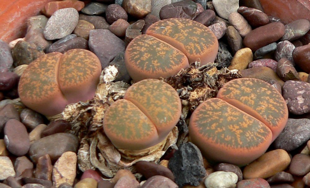 The Science of Camouflage: How Lithops Fool the Eye (image credits: wikimedia)