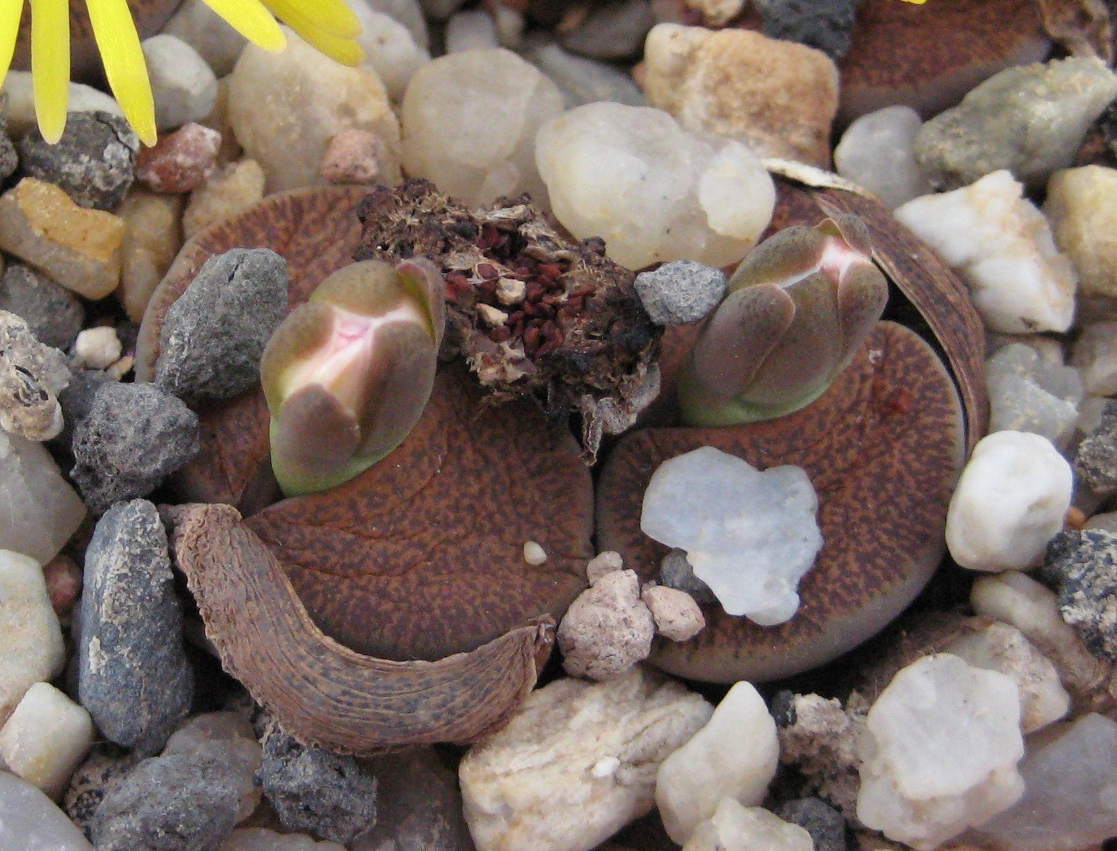 Water Wisps: Surviving the Driest Spells (image credits: wikimedia)